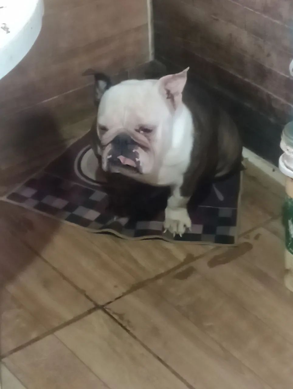 cachorro  - Foto 2