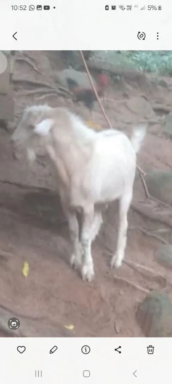 Cabras e bodes  - Foto 2