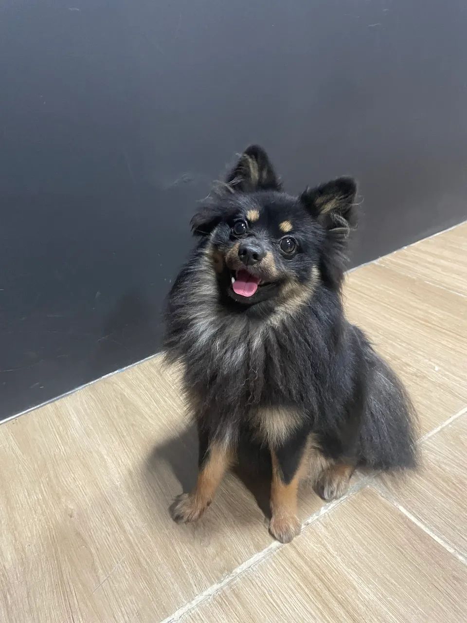 Spitz macho  - Foto 2
