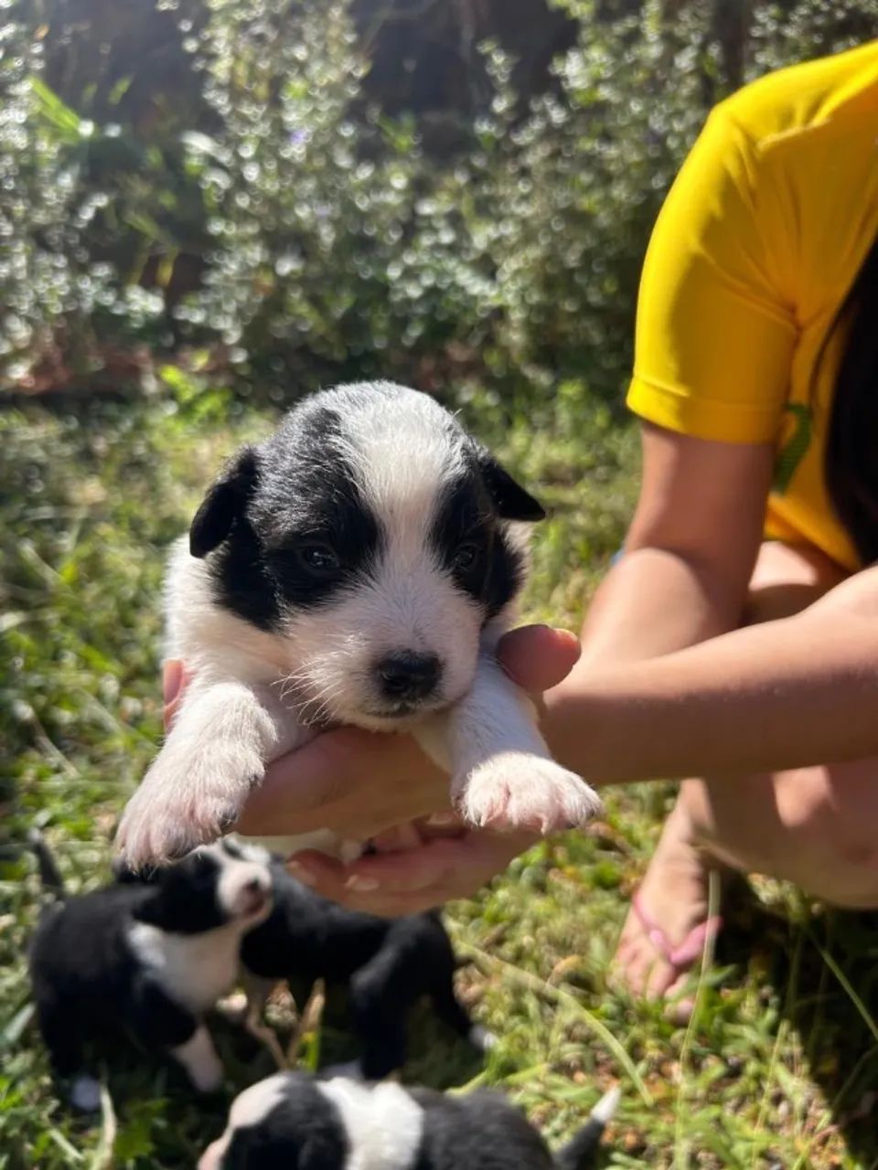 Vende-se filhotes de Border Collie - Foto 2