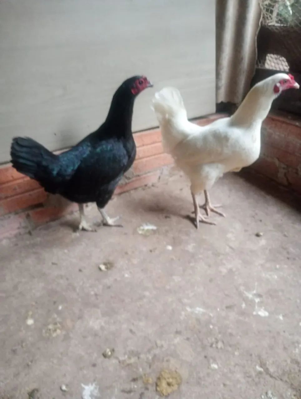 1 Frango e 2 Galinhas - Foto 2