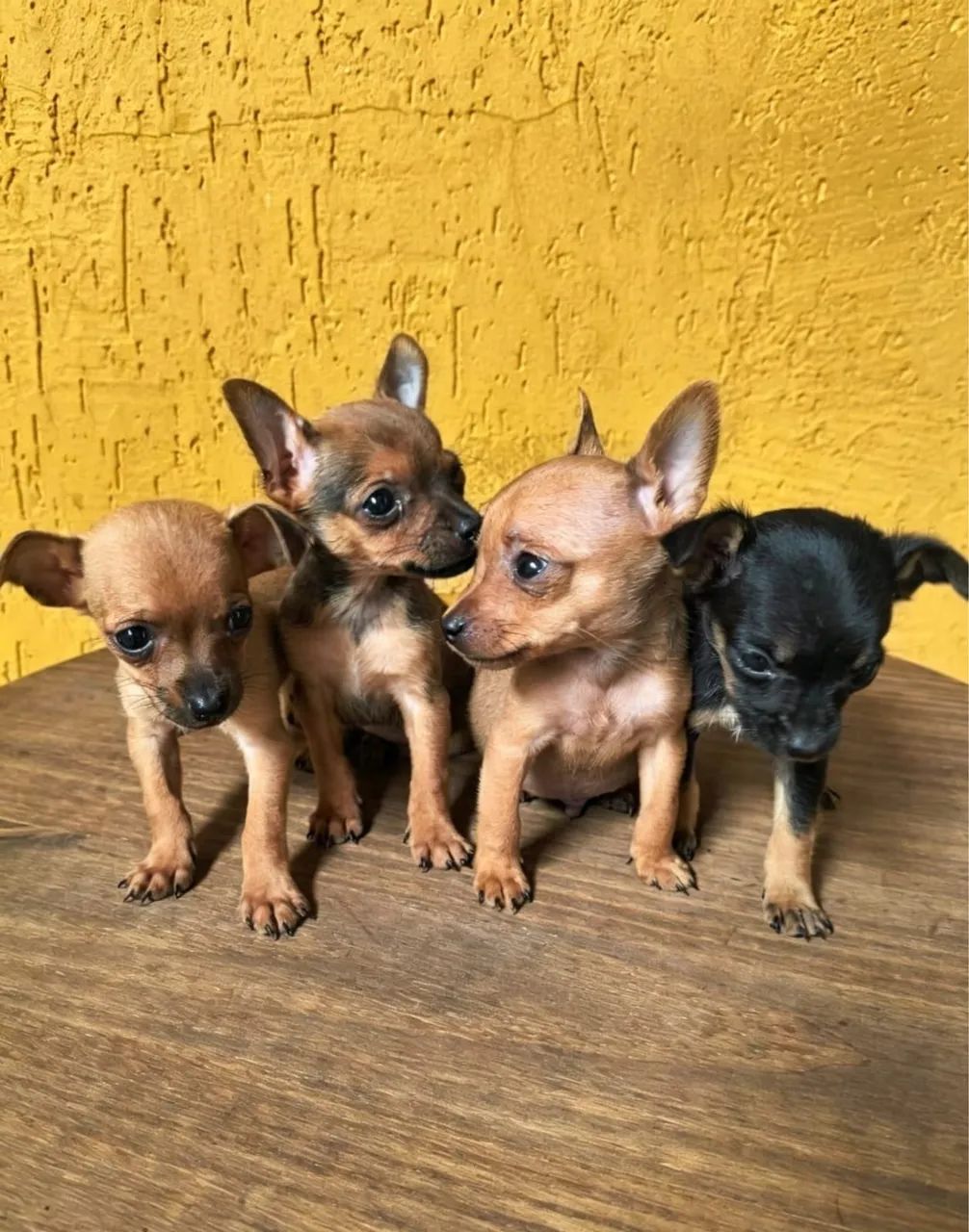 Filhotes de Pinscher 