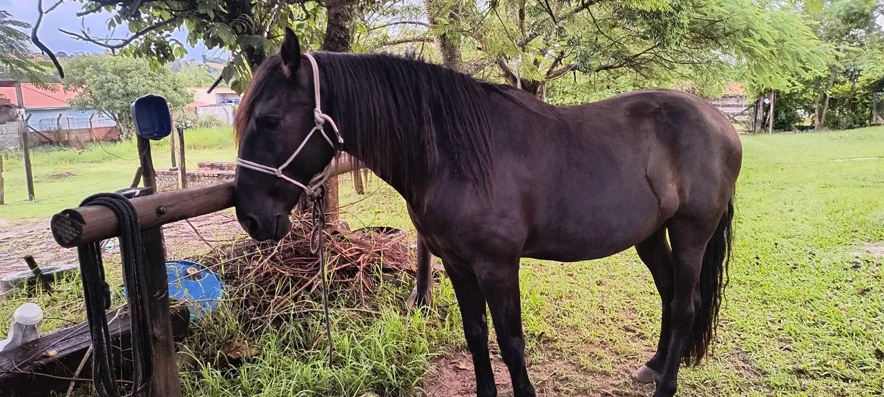 Cavalo Puro Sangue Lusitano