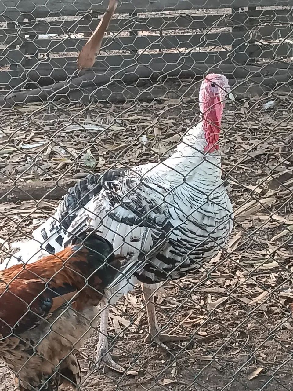 Perus Jovens 65126370451714122