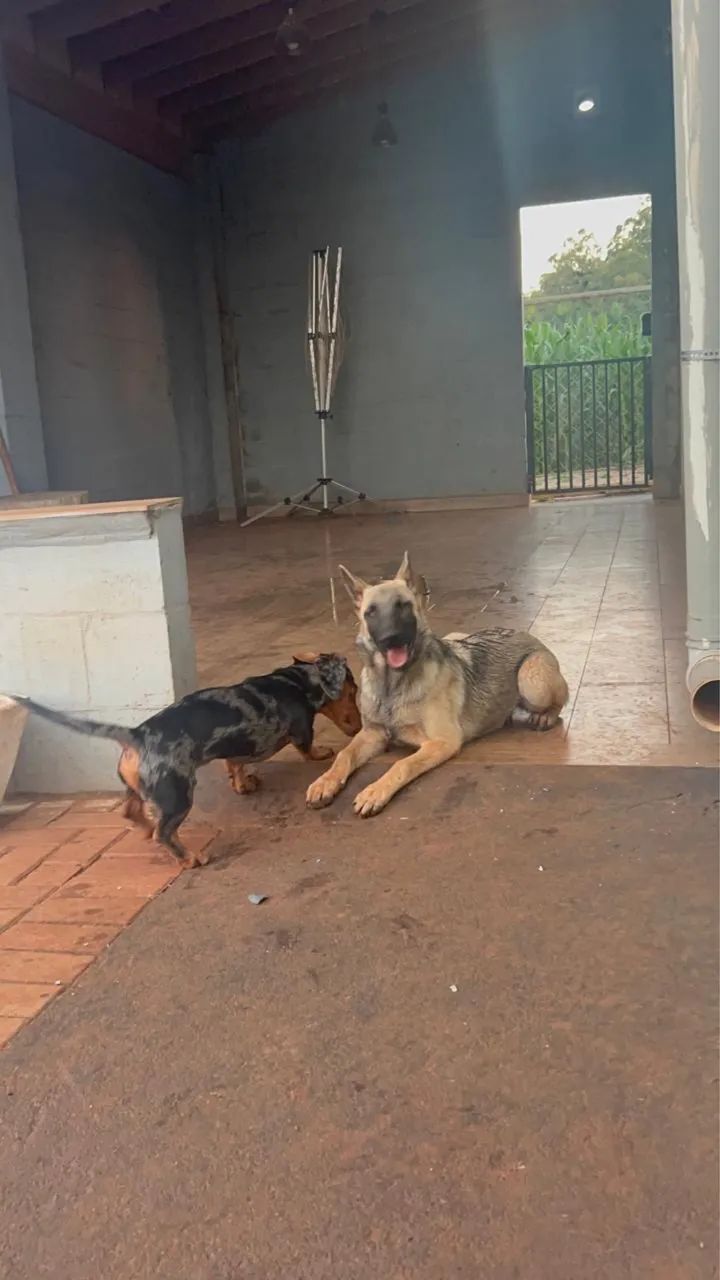 Malinois - Foto 4