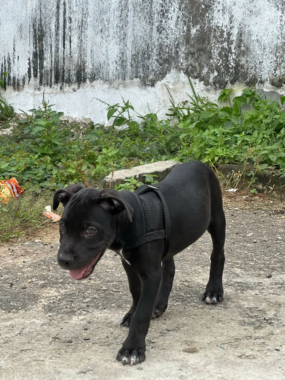 Mãe mestiça e pai pitbull