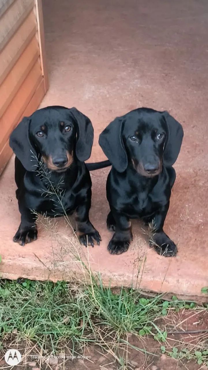 Daushound preto e caramelo 