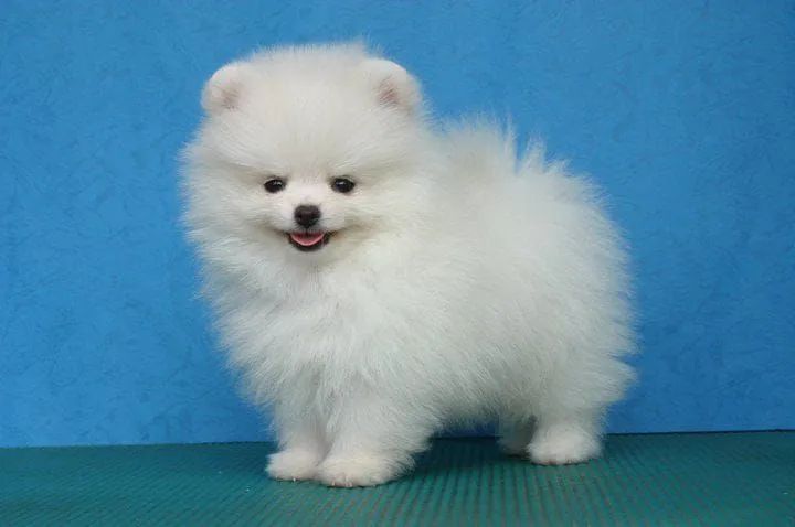 Spitz Alemão Anão 