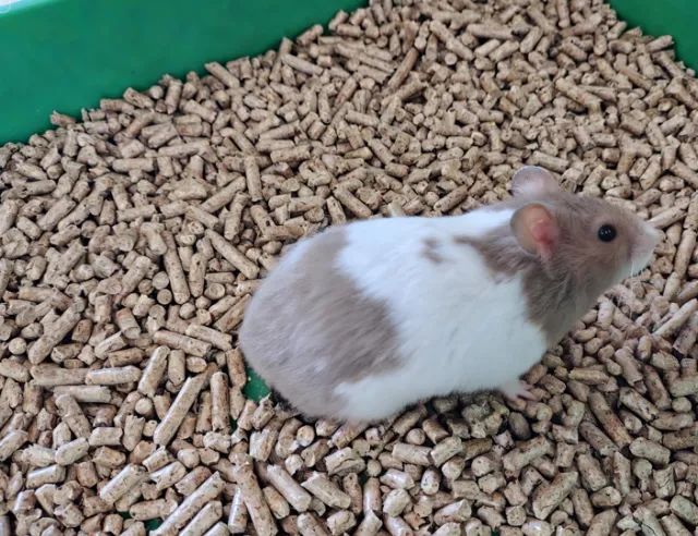 Hamster Sírio - Foto 4