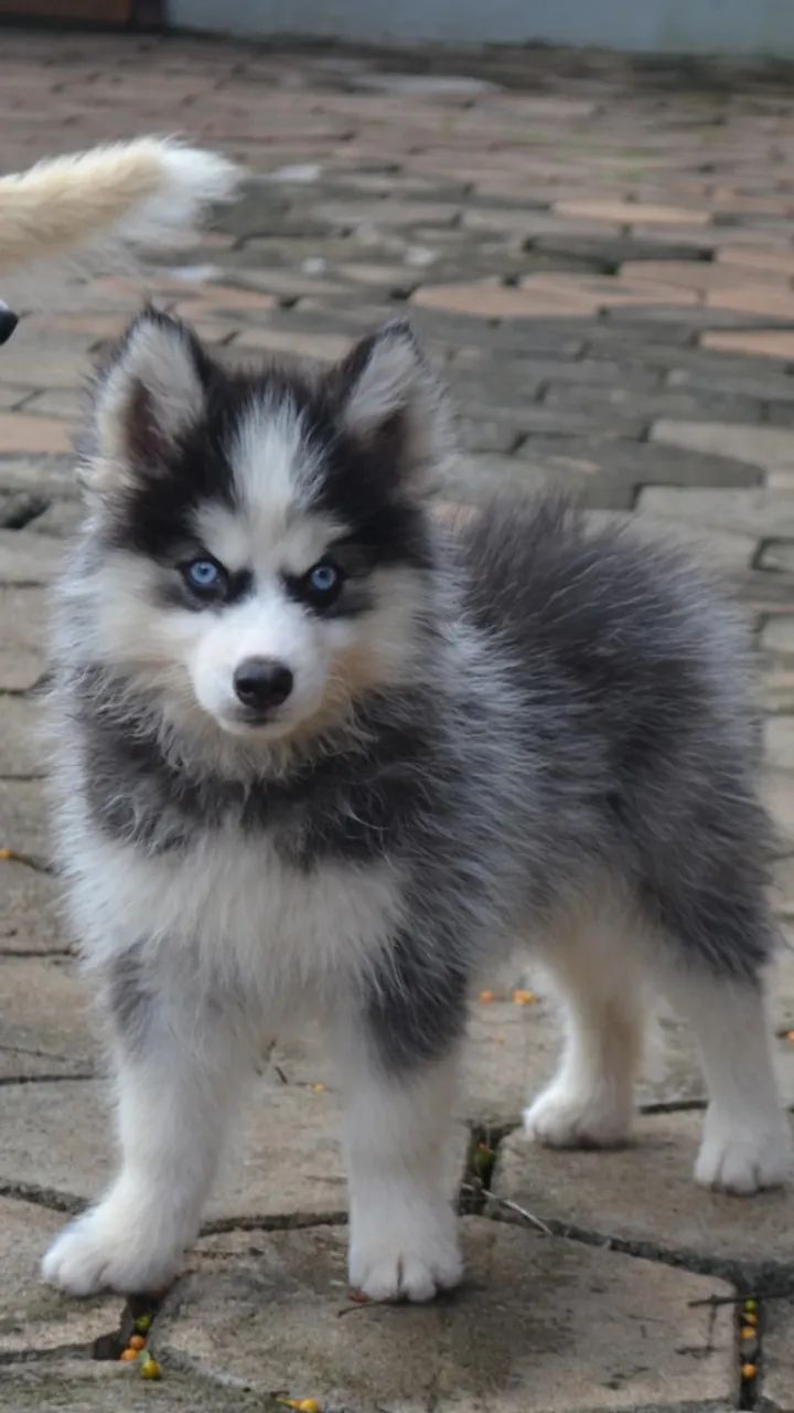 pomsky legitimos 