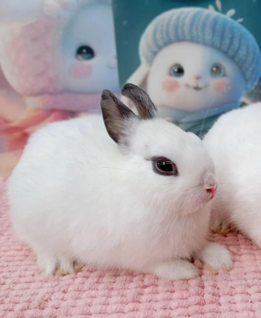 Anão Netherland Dwarf ? - Foto 3