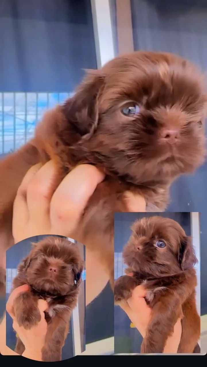 Shih tzu - Foto 4