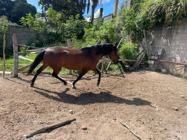 Cavalo Marchador - Foto 3
