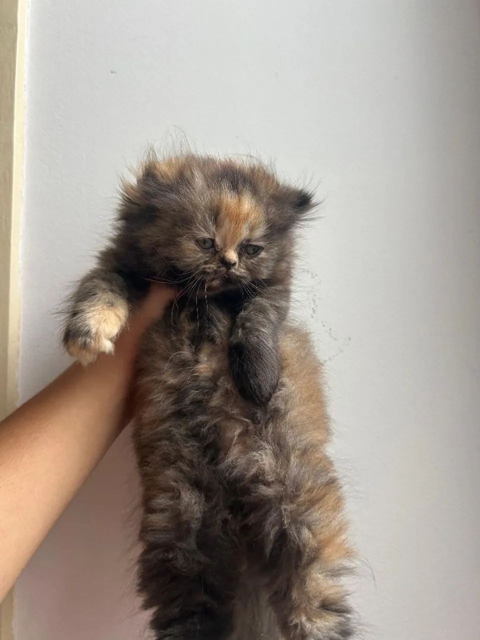 Filhotes de gato persa 