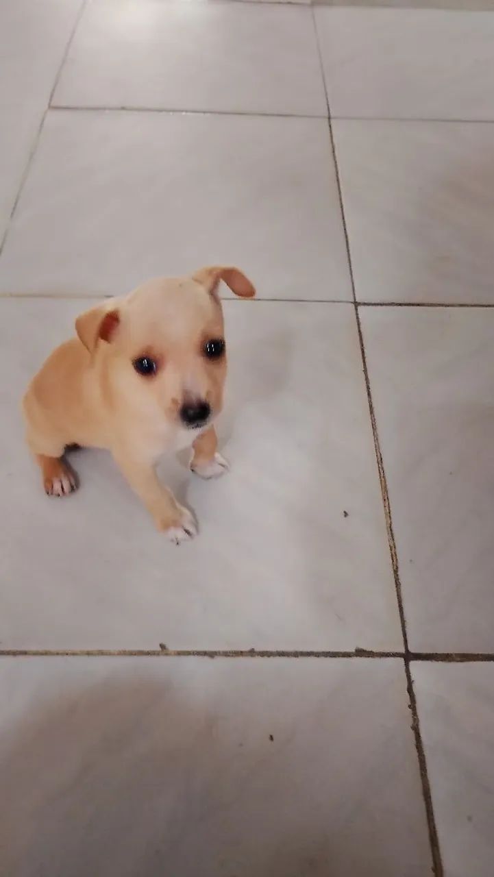  Cachorro pinscher 250,00 - Foto 2