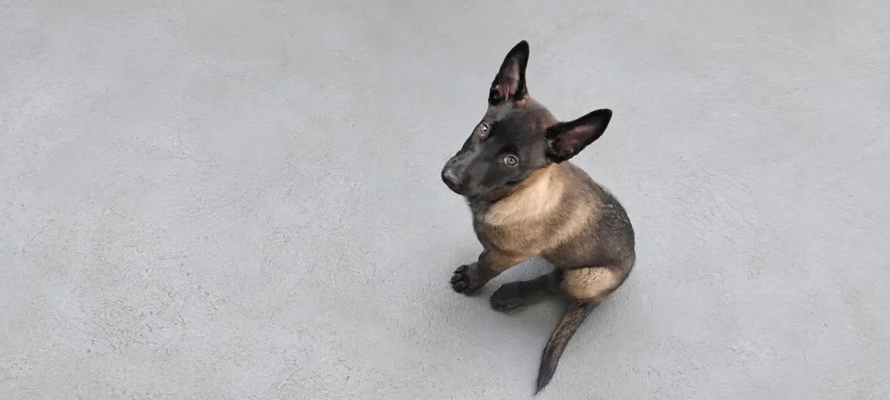 Filhotes de Malinois  - Foto 3