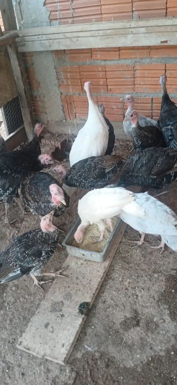Vendo lote de peru  - Foto 3