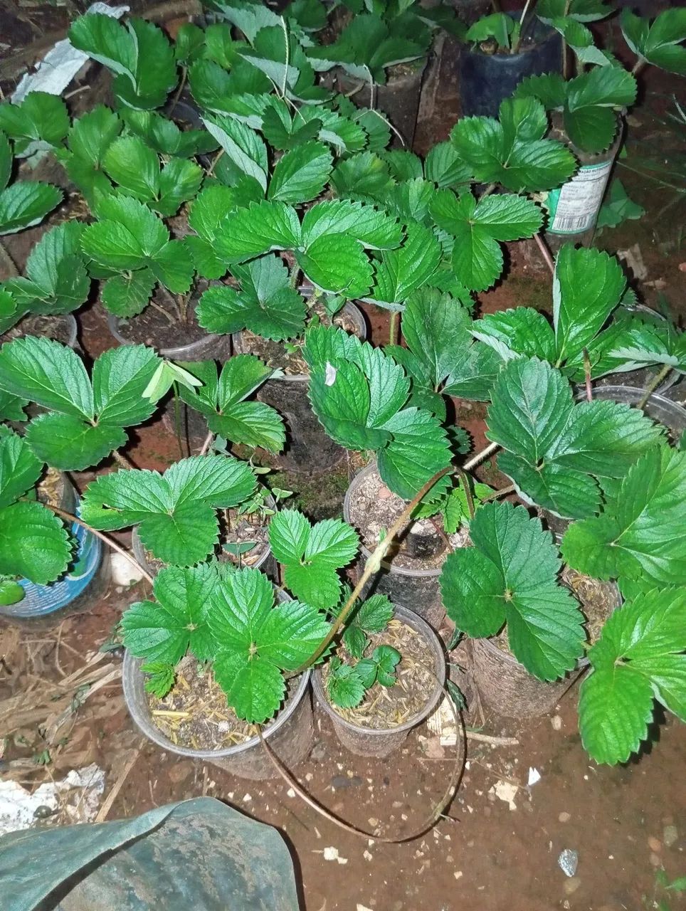 Vendas de mudas de morango , mudas de pêssego.... - Foto 4