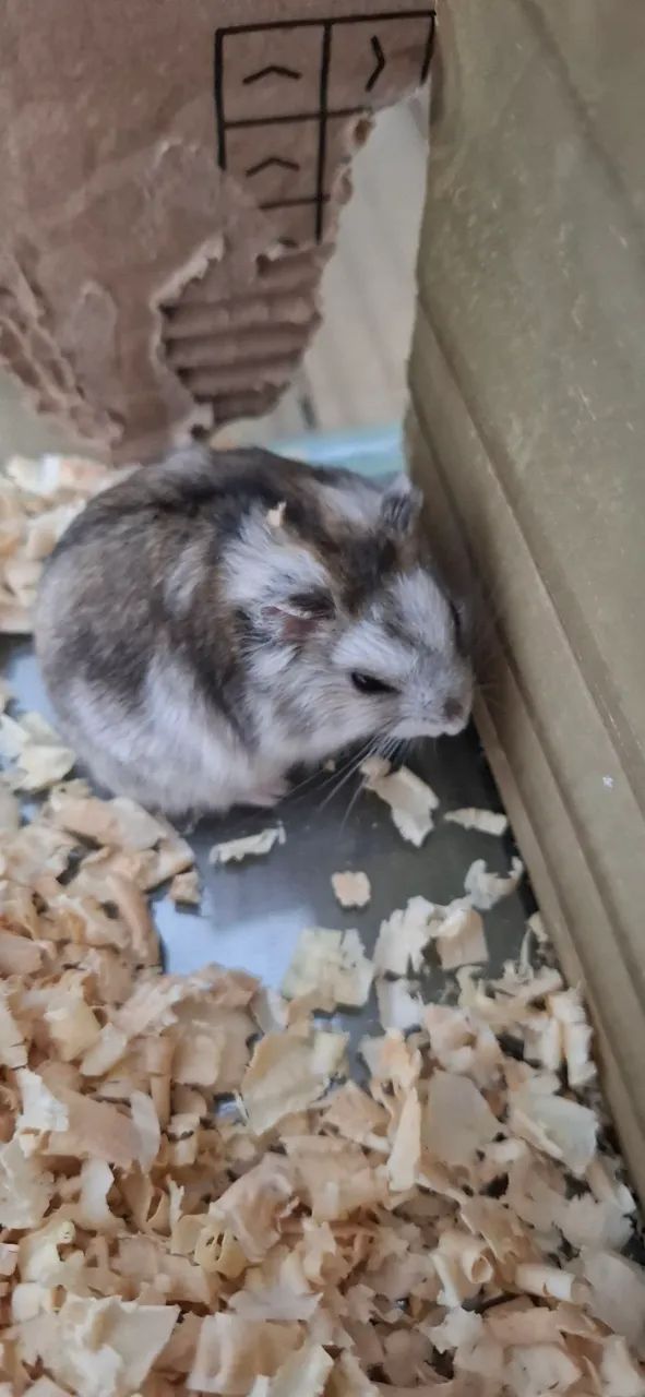 Hamster anão russo65579489318914121