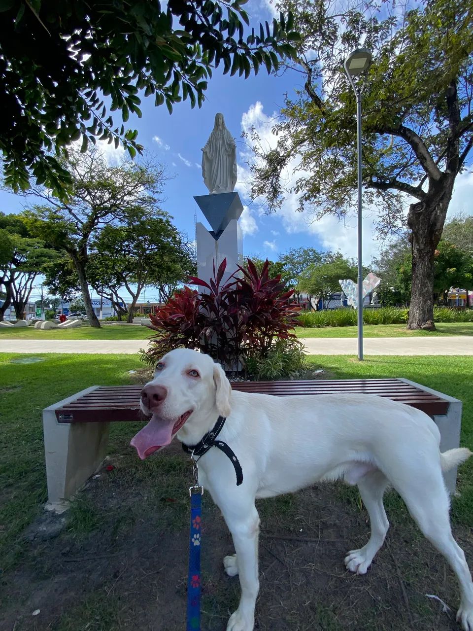     Doa-se Labrador Macho, 1 Ano, - Foto 4