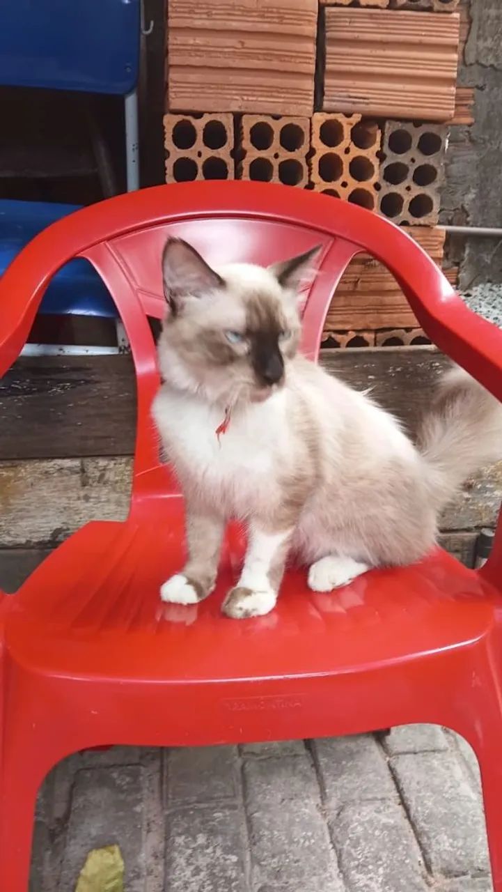 Gato para adoção  - Foto 2