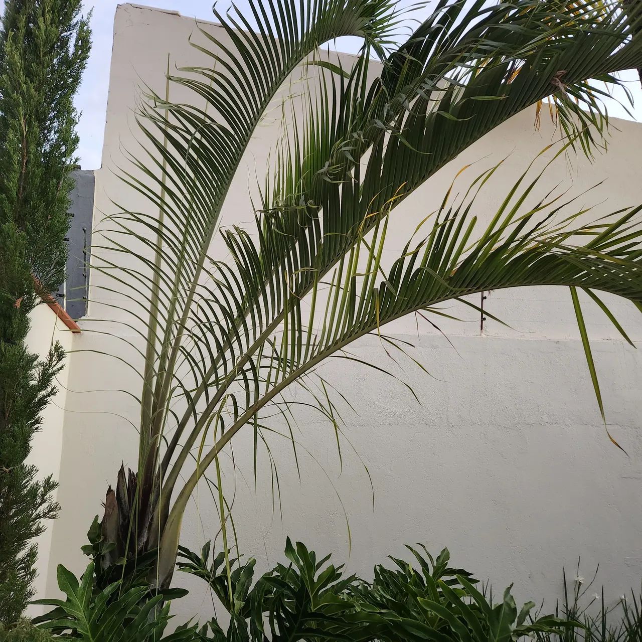 Palmeira Triangular