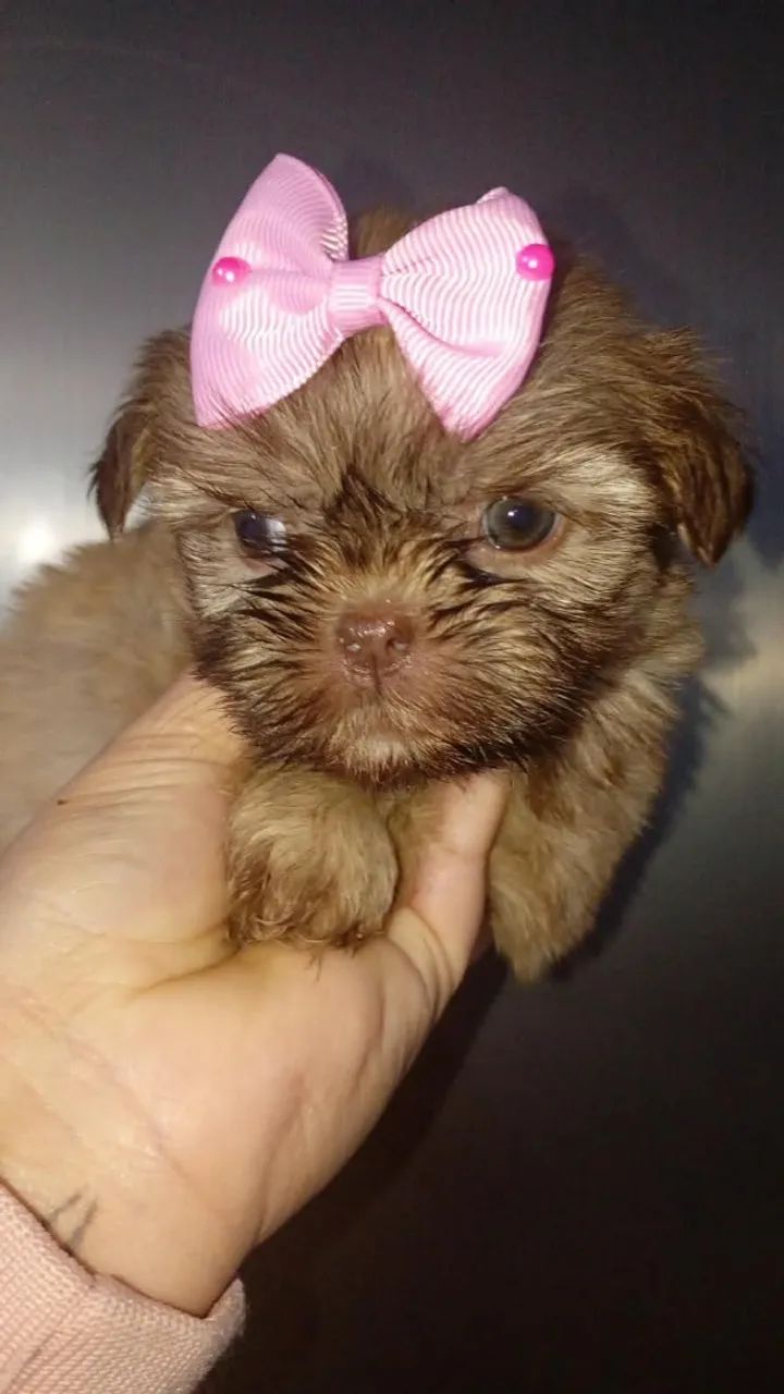 Shih Tzu