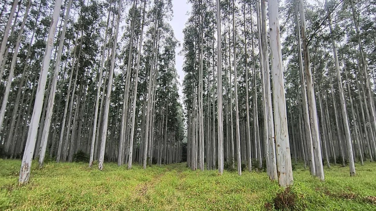 Venda de Mato Floresta de Eucalipto - 12 hectares - Sentinela do Sul  - Foto 6