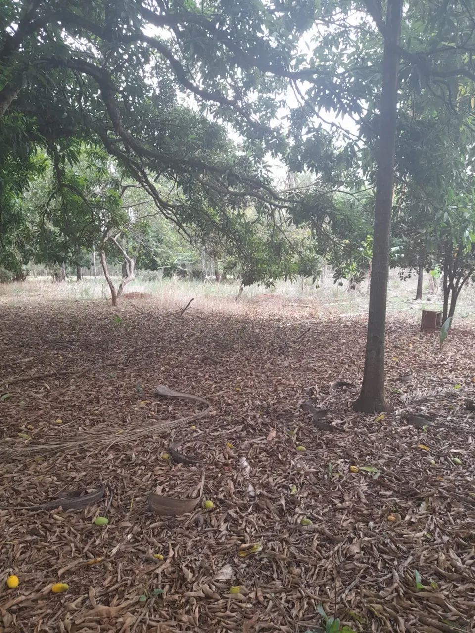 Chácara de 2 hectares sem benfeitorias próximo Uberlândia  - Foto 3