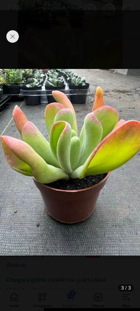 Sementes e plantas  - Foto 4