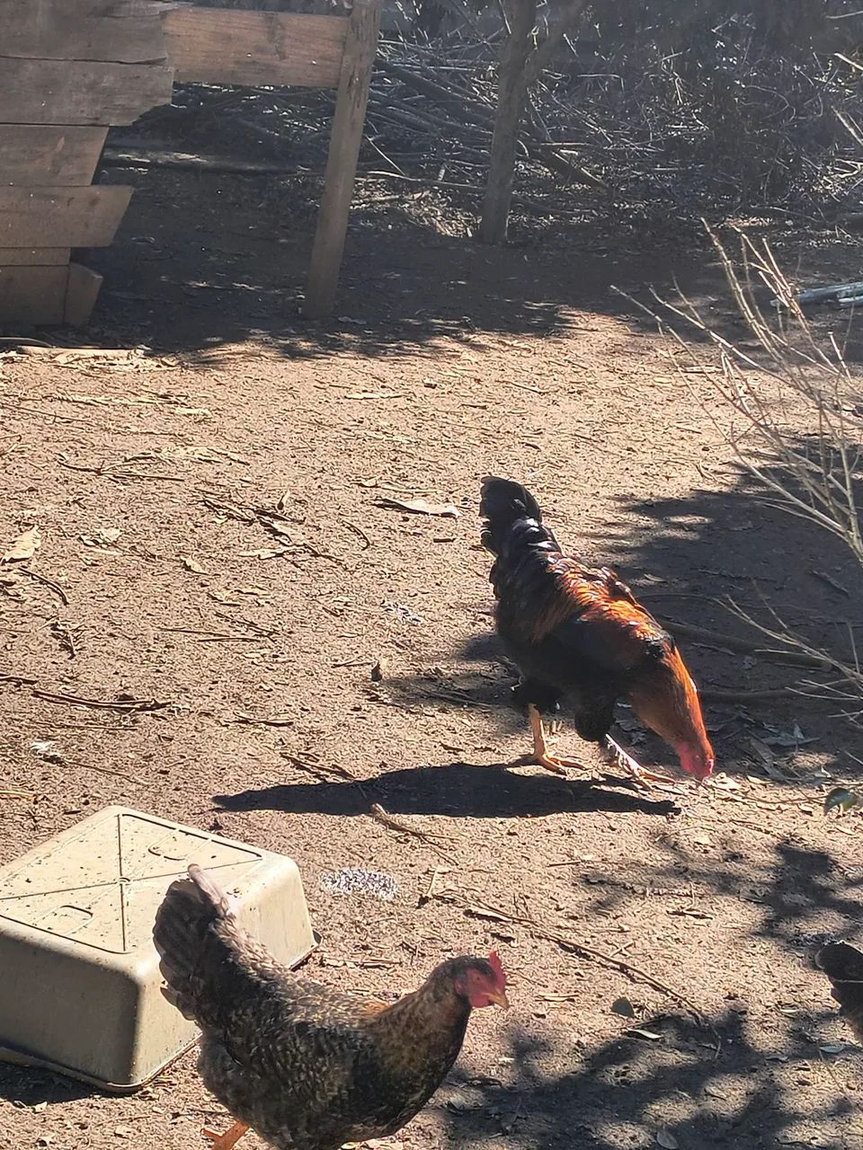 Frango caipira - Foto 4
