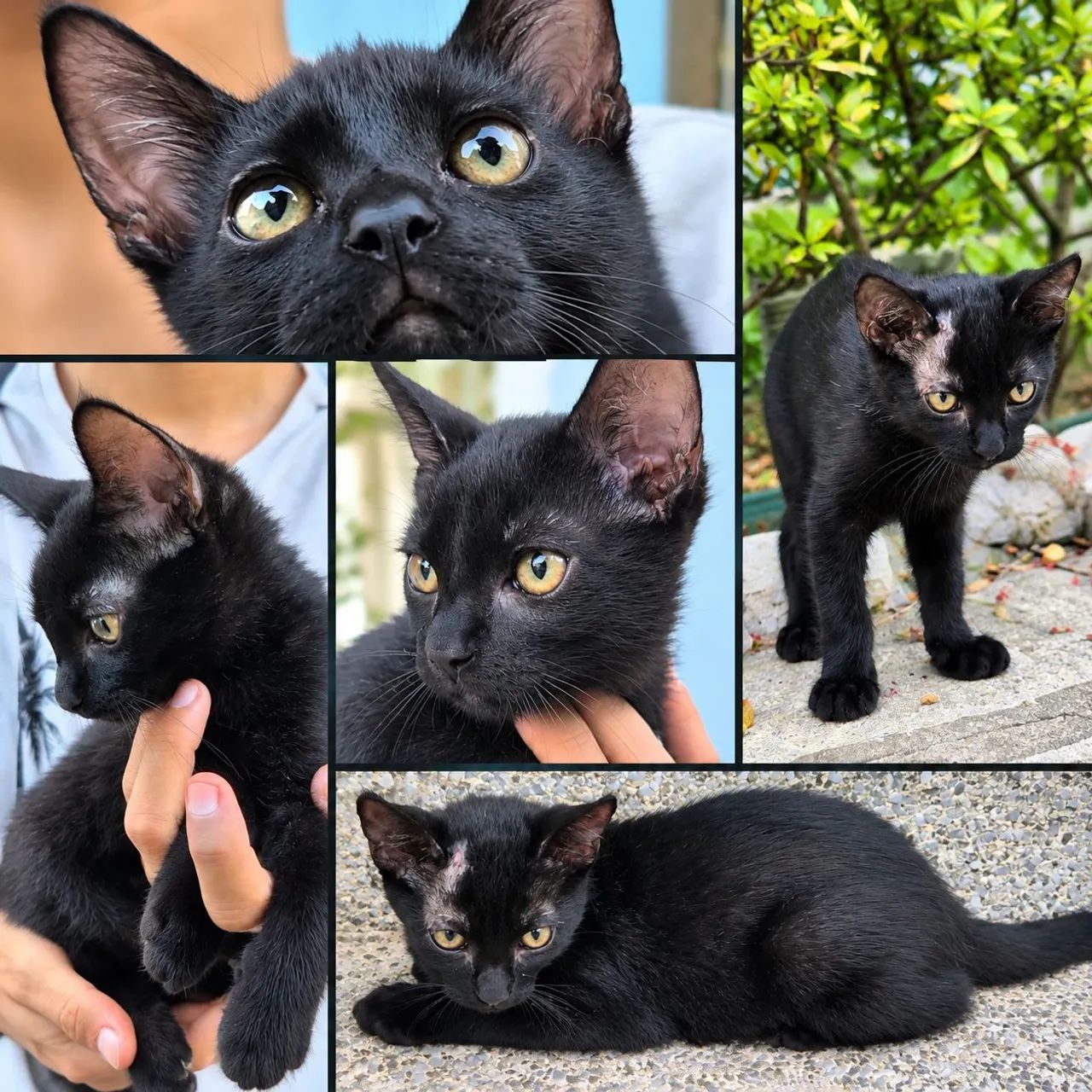 Gatinho para doação responsável - Foto 2