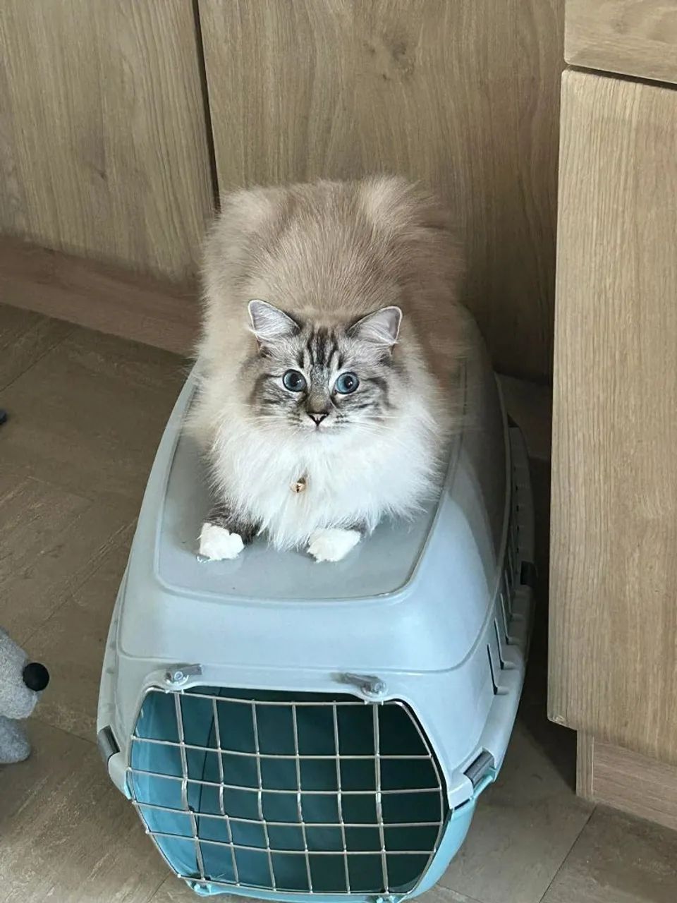 Ragdoll filhotes  - Foto 2