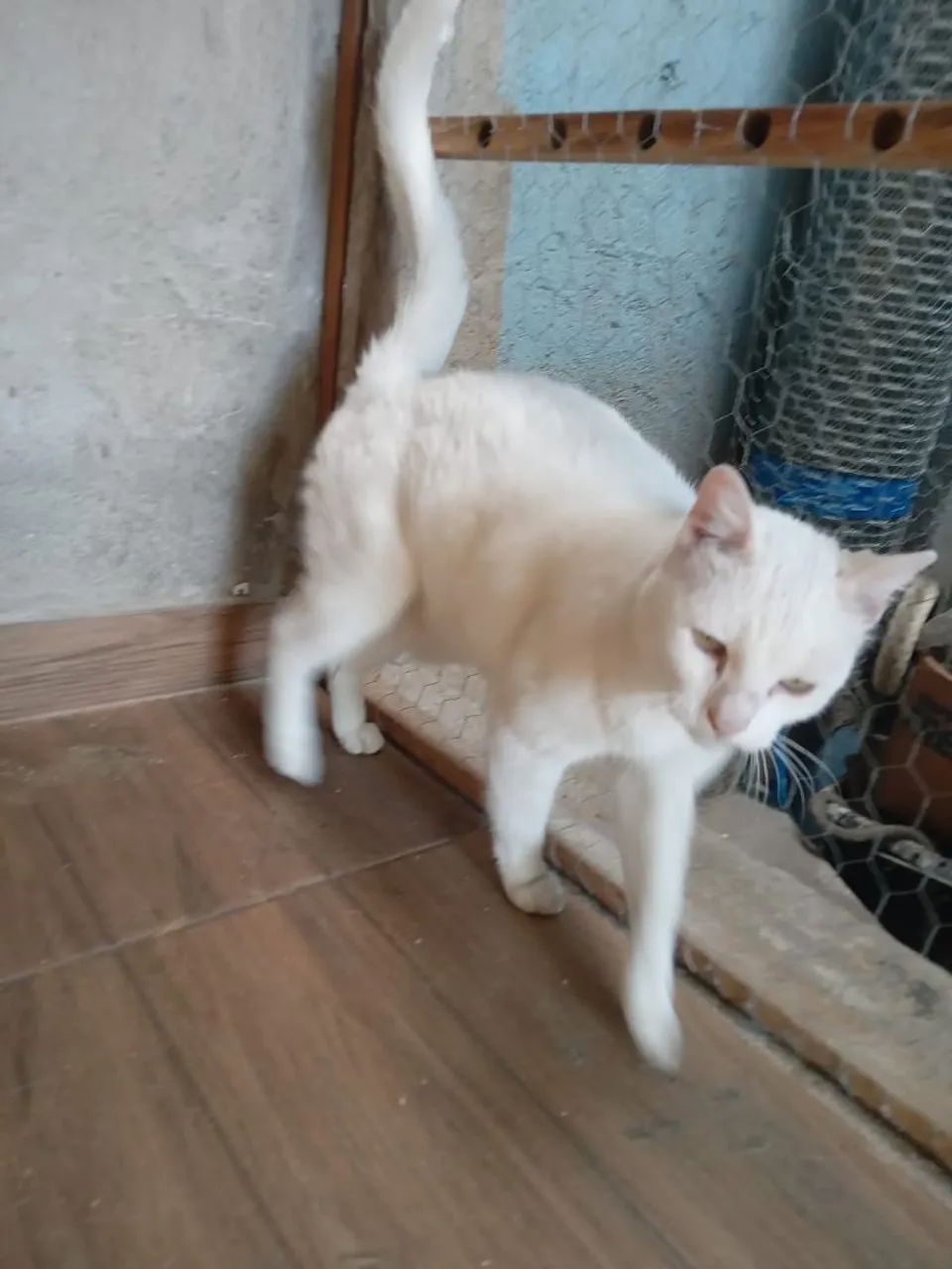 Doa se uma gatinha - Foto 2