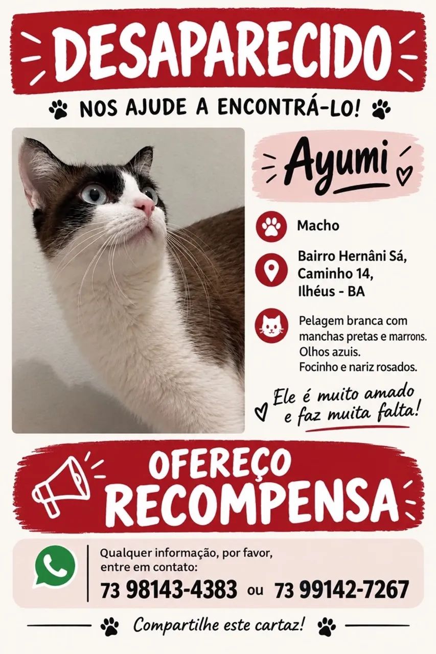 Procura-se Gato Desaparecido
