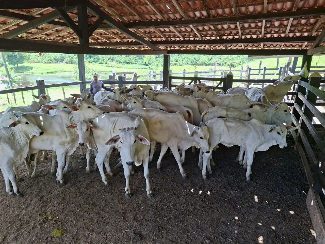 Bezerros Nelore 450,00,00 por  @ - Foto 3