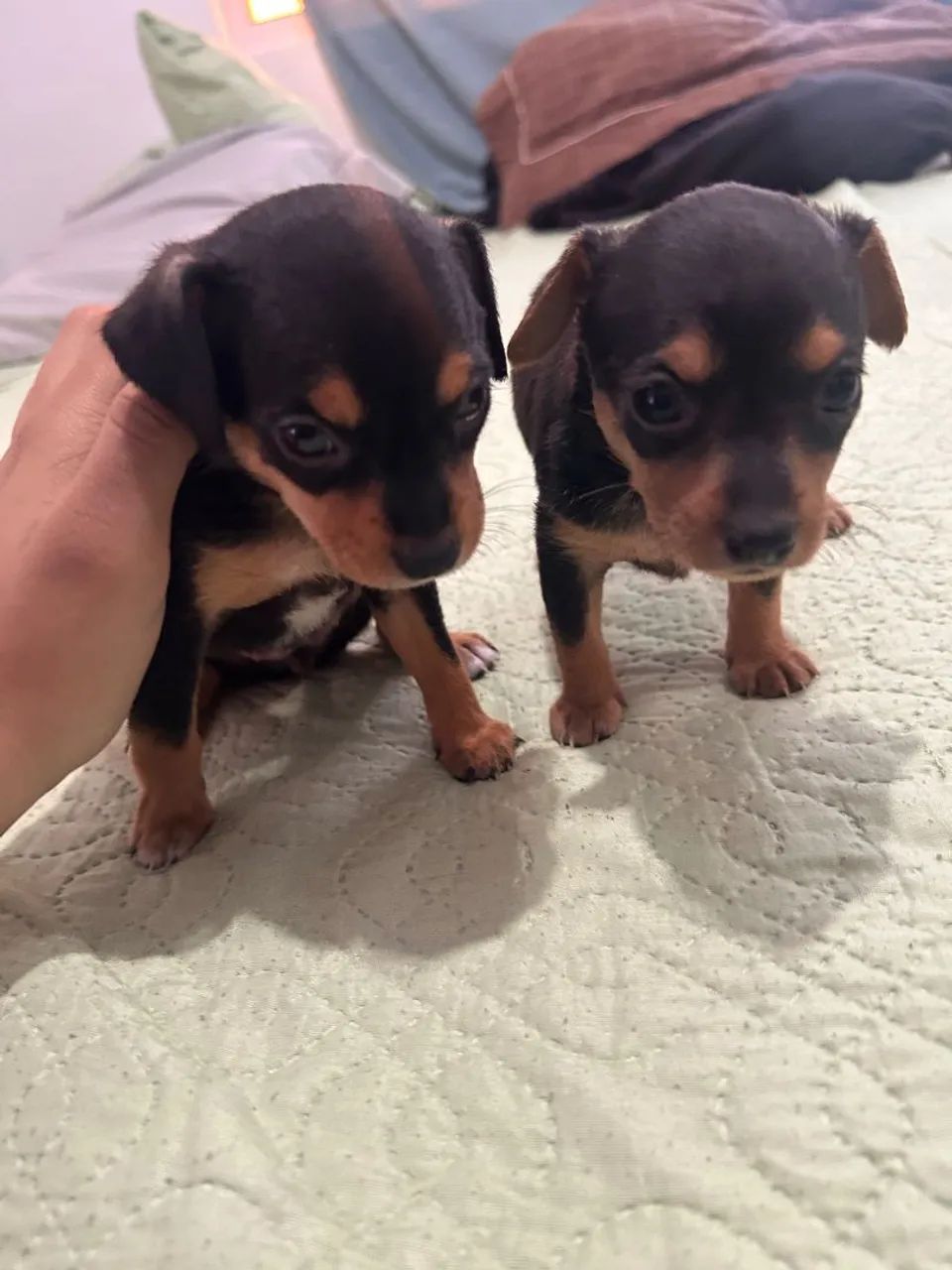 Filhote de pinscher 01 - Foto 3