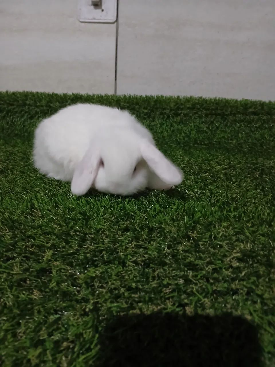 Disponível para venda  - Foto 3