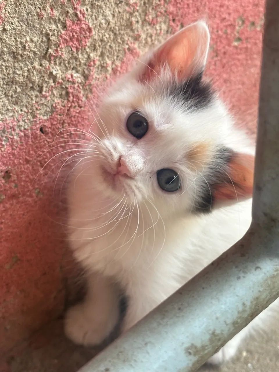 Doação de gatos  - Foto 2