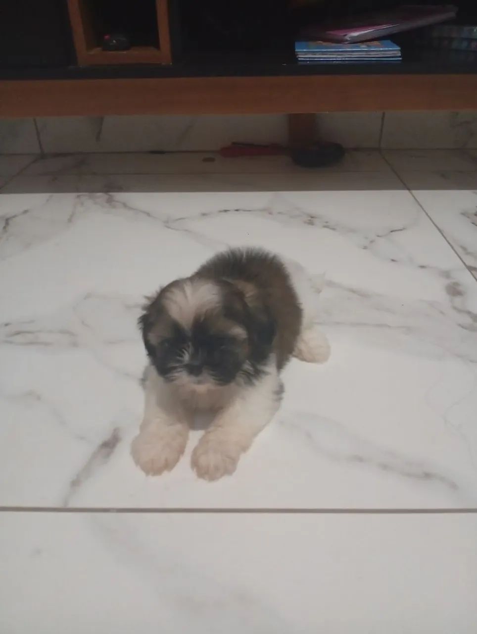 Shitzu mini - Foto 2