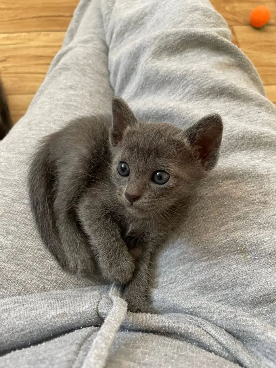 Russian blue 