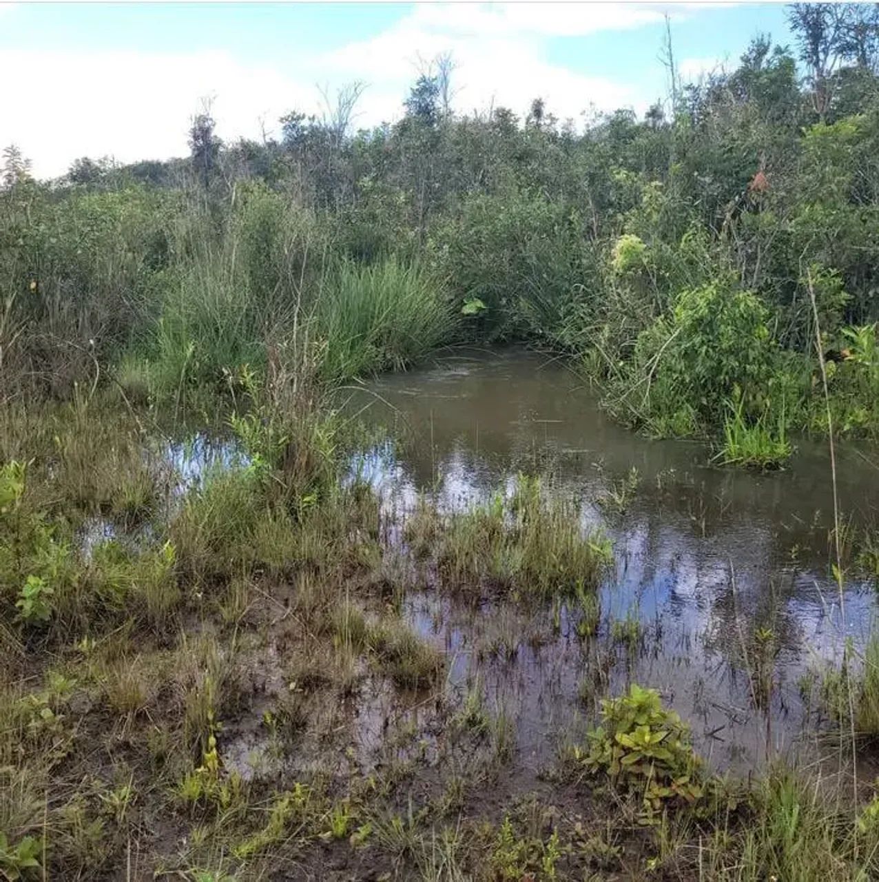 ÁREA COM 80HA EM RIBAS DO RIO PARDO - Foto 3