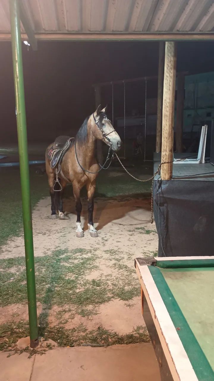 Vendo cavalo ótimo para cavalgada  - Foto 2