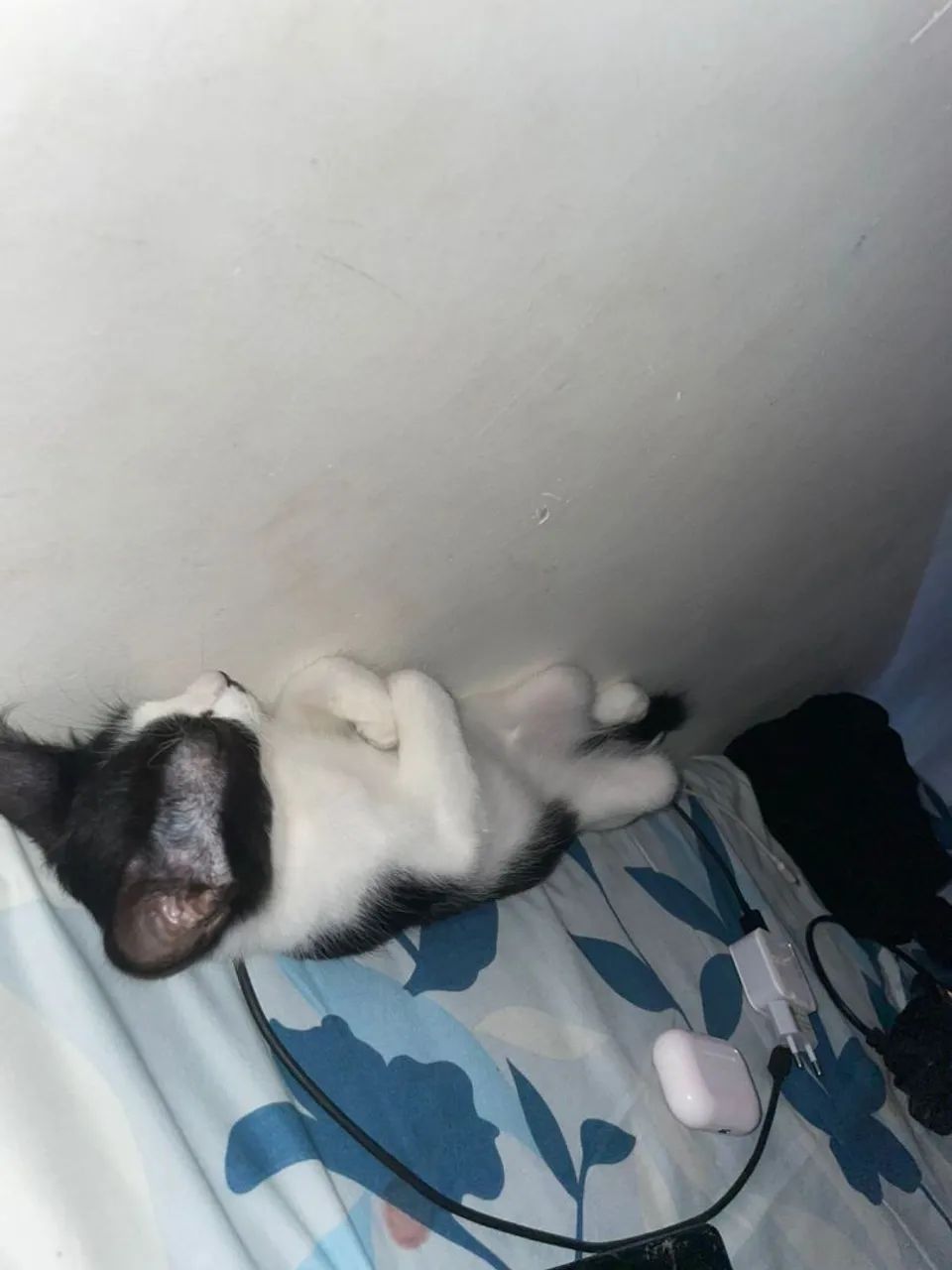 Gato macho - Foto 4