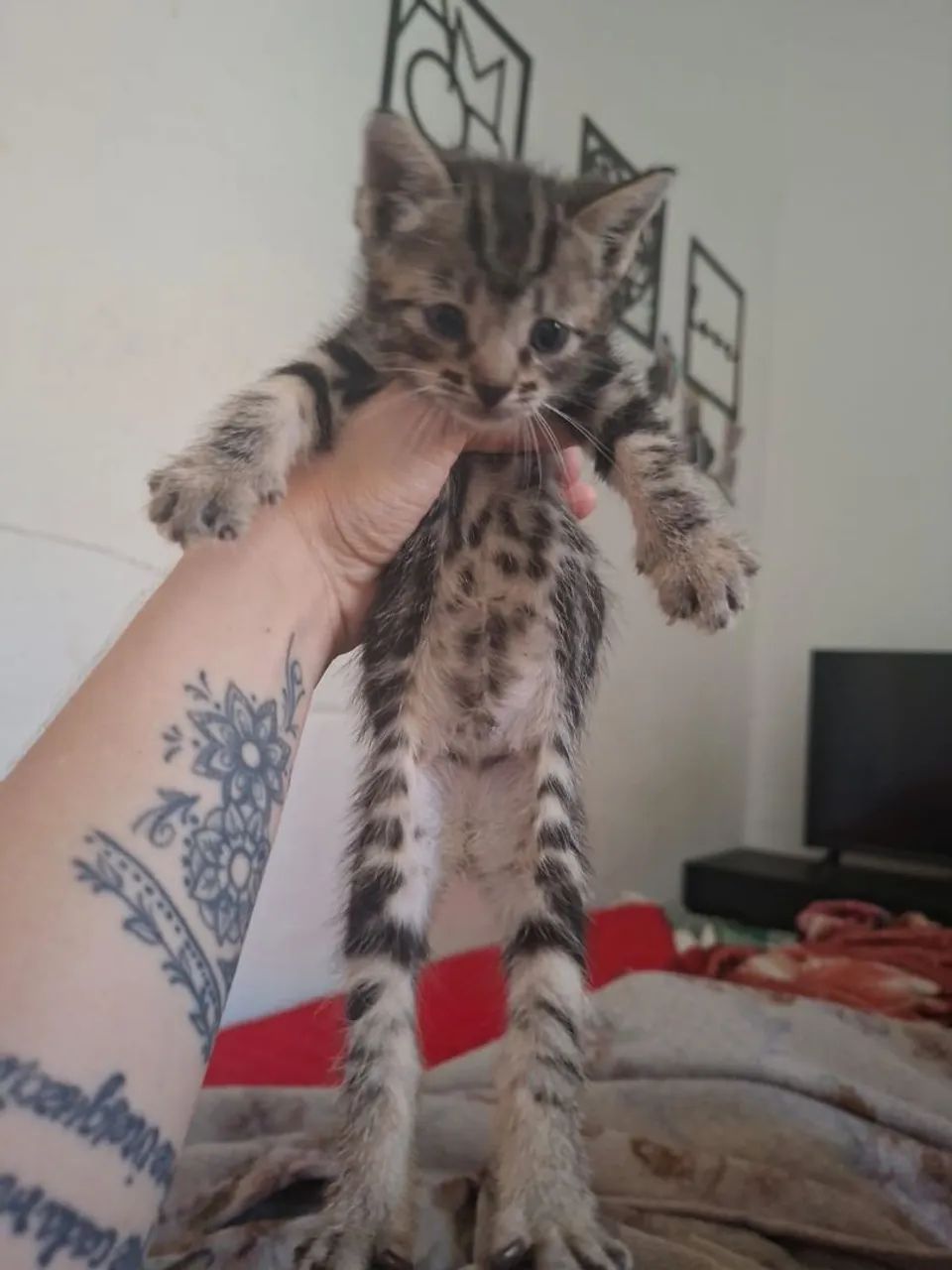 Gatinhos carinhosos. Pelagem rara. De tigre - Foto 4