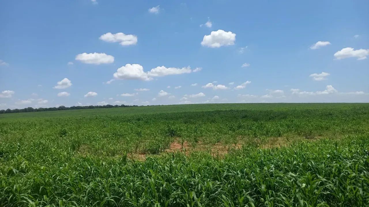 FAZENDA A VENDA  com 170 HA - Foto 2
