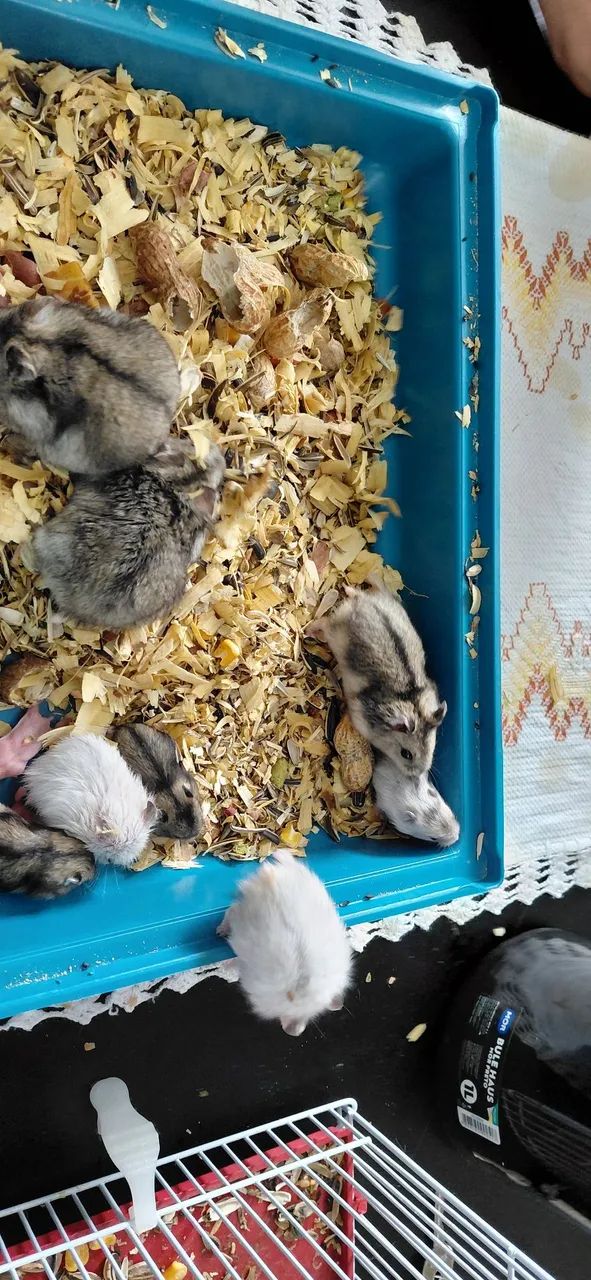 Doações de hamster 