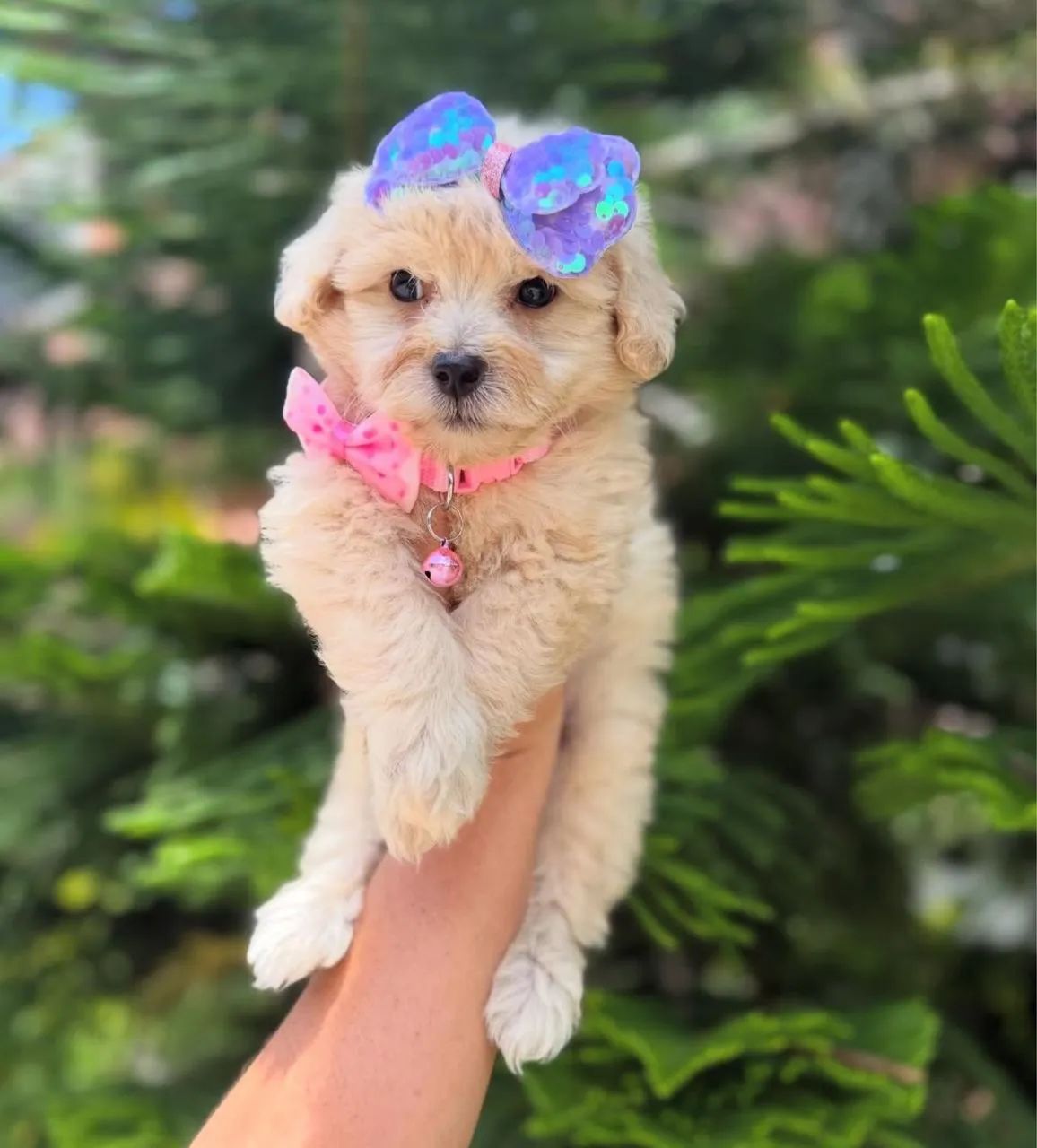 Poodle  - Foto 4