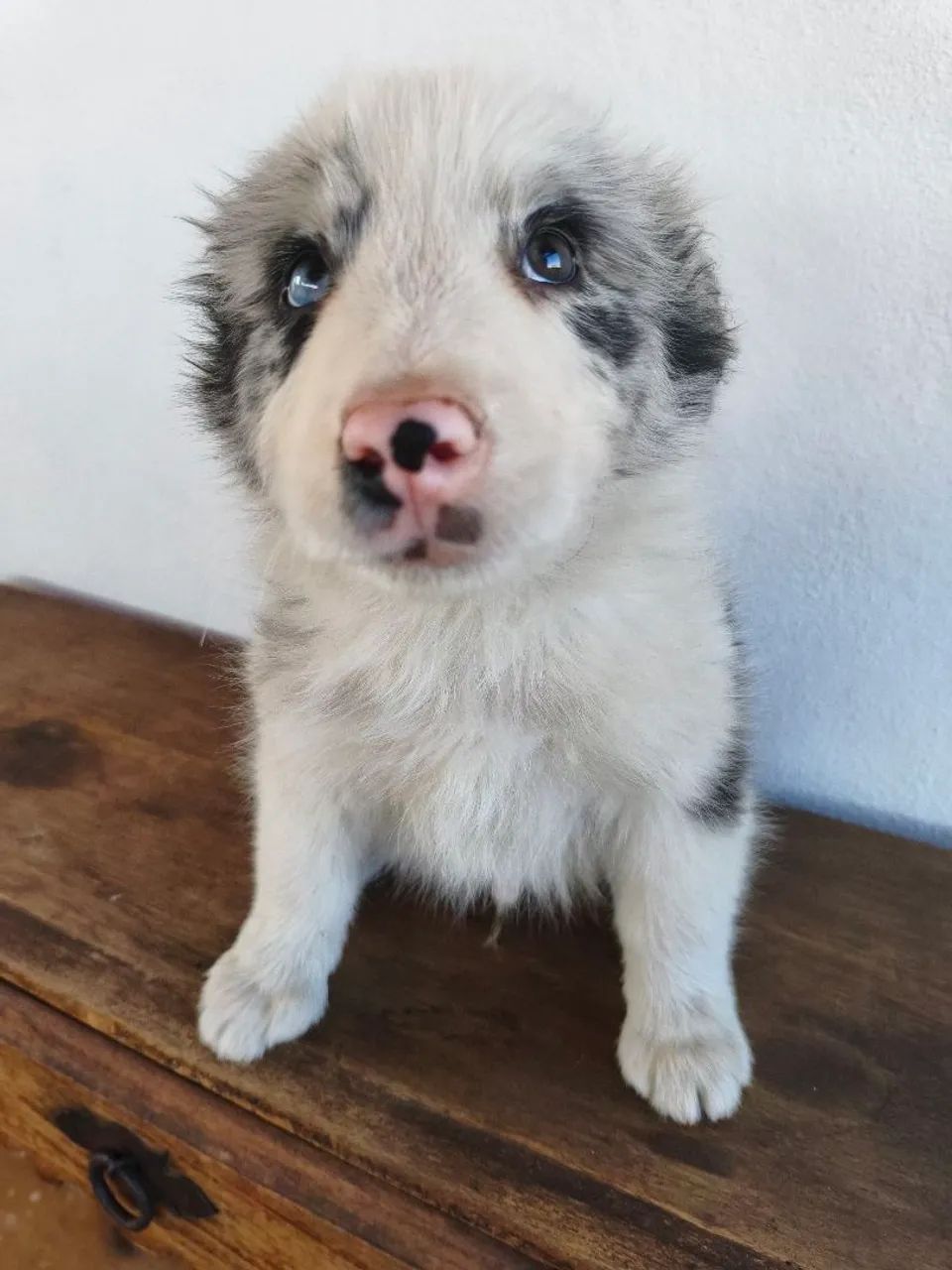 Border collie macho  - Foto 2