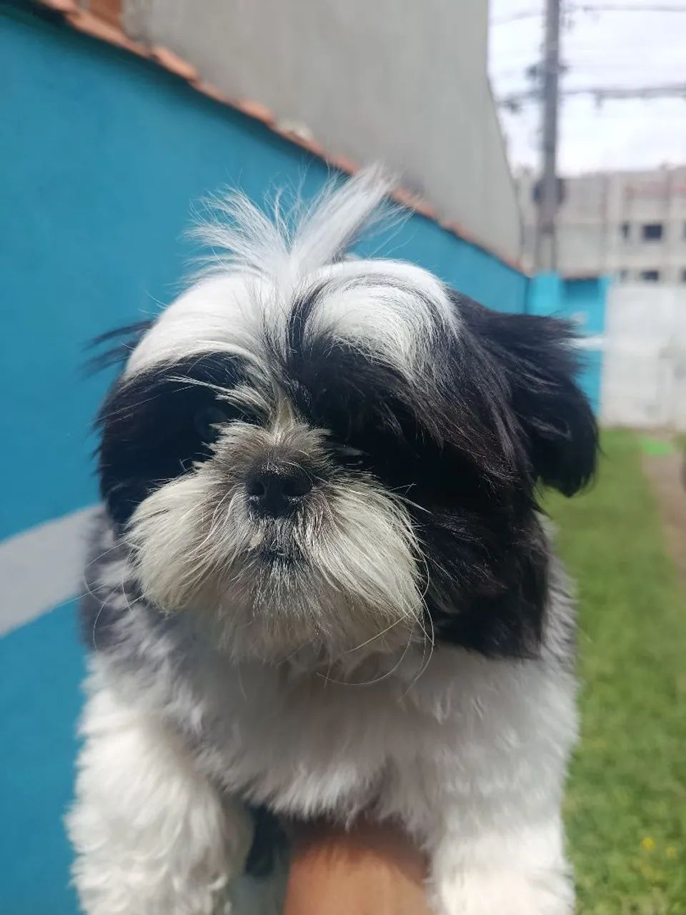 Shih tzu Macho  - Foto 3
